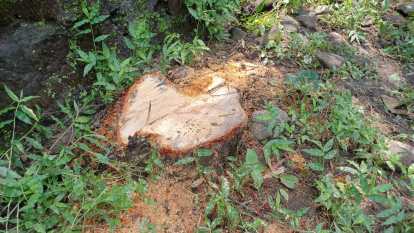 कोटद्वार : तस्करों ने काटे चंदन के 08पेड़, वन विभाग और पुलिस से की गई शिकायत