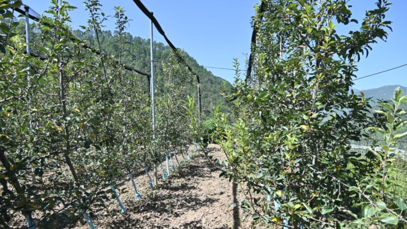 कृषि मंत्री गणेश जोशी ने बड़कोट के उपराडी गांव में सेब के बगीचे का किया स्थलीय निरीक्षण