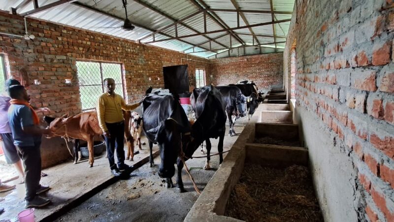 डेयरी व्यवसाय बना किसानों की आजीविका उत्थान का जरिया, दुग्ध उत्पादन स्वरोजगार एवं पलायन रोकने में कारगर