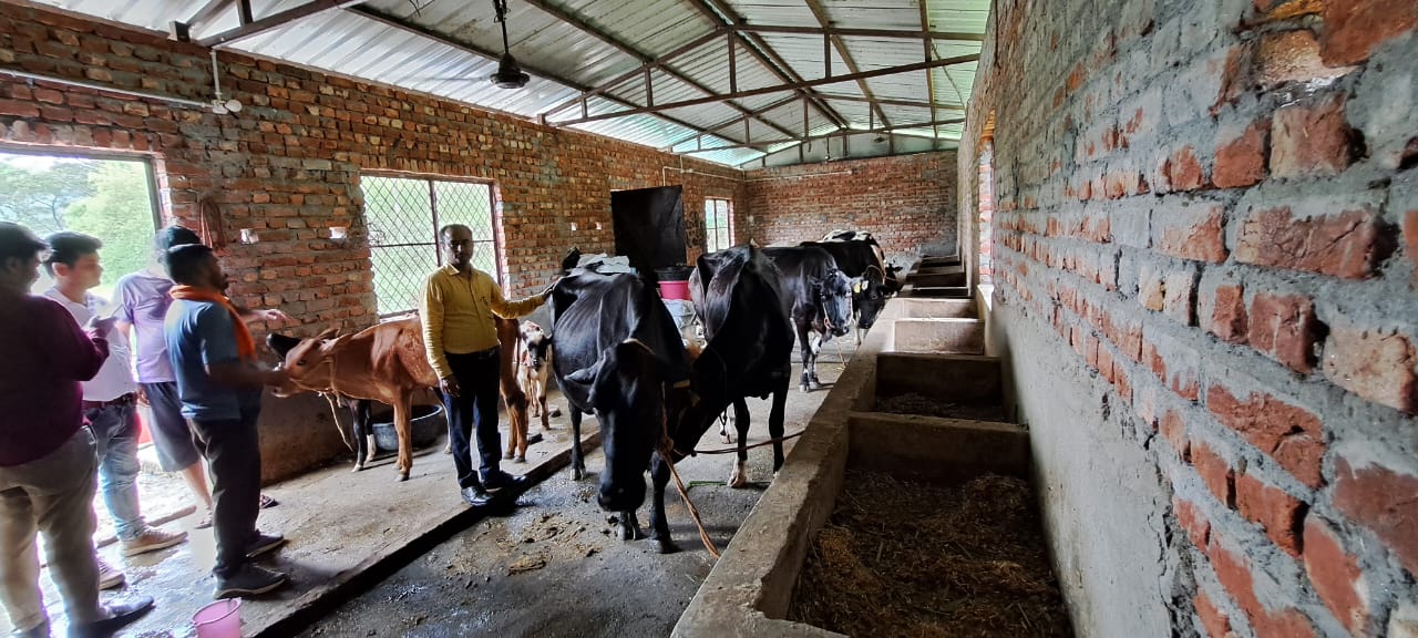 डेयरी व्यवसाय बना किसानों की आजीविका उत्थान का जरिया, दुग्ध उत्पादन स्वरोजगार एवं पलायन रोकने में कारगर