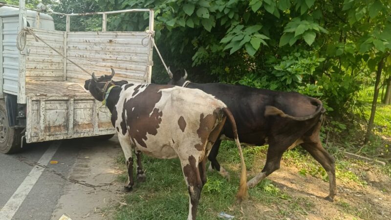 डीएम धीराज सिंह गर्ब्याल के अथक प्रयासों से जनपद हरिद्वार में निराश्रित गोवंश को पहुँचाया गया गौशाला