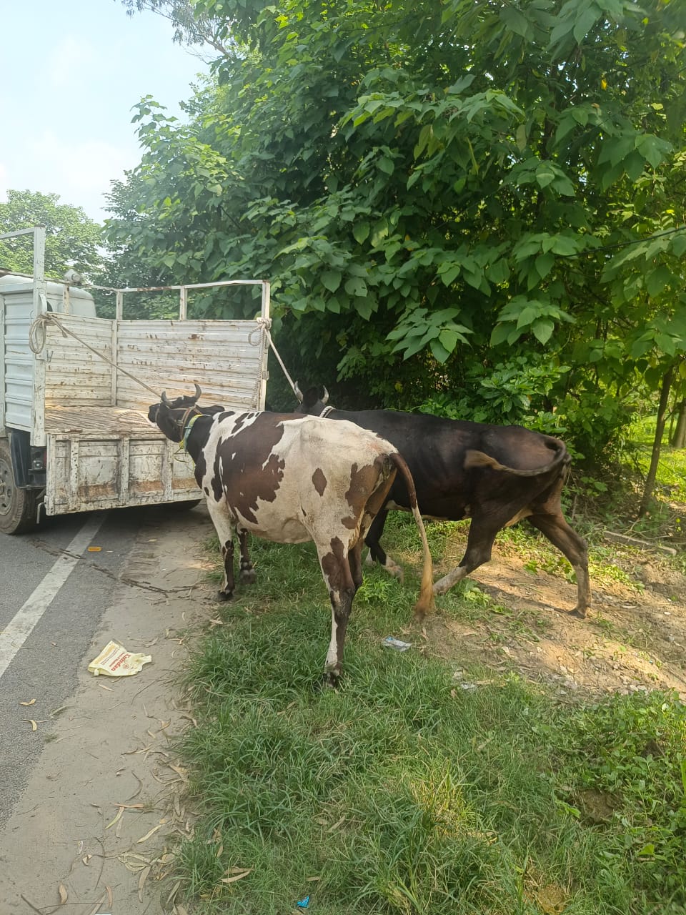 डीएम धीराज सिंह गर्ब्याल के अथक प्रयासों से जनपद हरिद्वार में निराश्रित गोवंश को पहुँचाया गया गौशाला