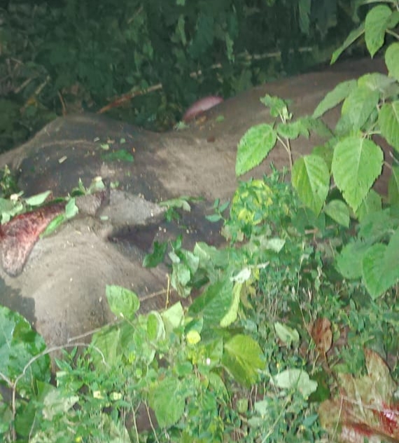 कोटद्वार-दिल्ली के बीच चली नई ट्रेन की चपेट में आने से नीलगाय और हाथी की मौत, विद्युत लाइन भी क्षतिग्रस्त