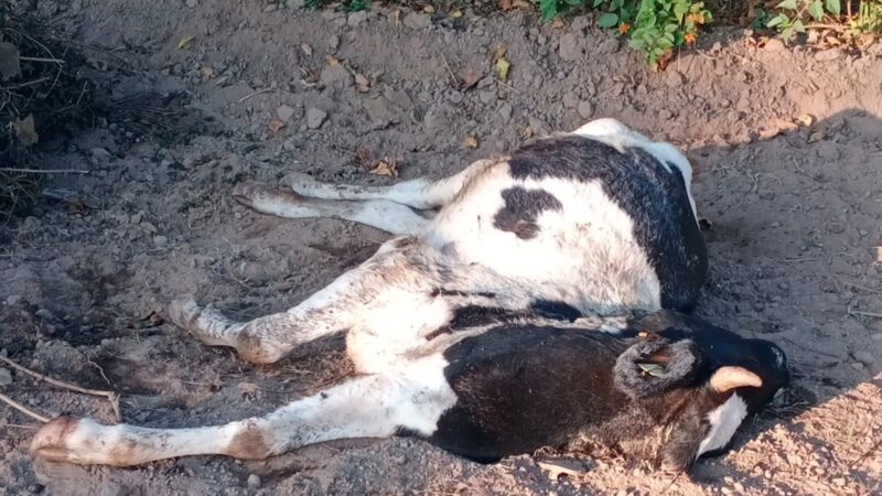 कोटद्वार : पश्चिमी झंडीचौड में गुलदार ने गाय को बनाया निवाला, दहशत में  क्षेत्र के लोग