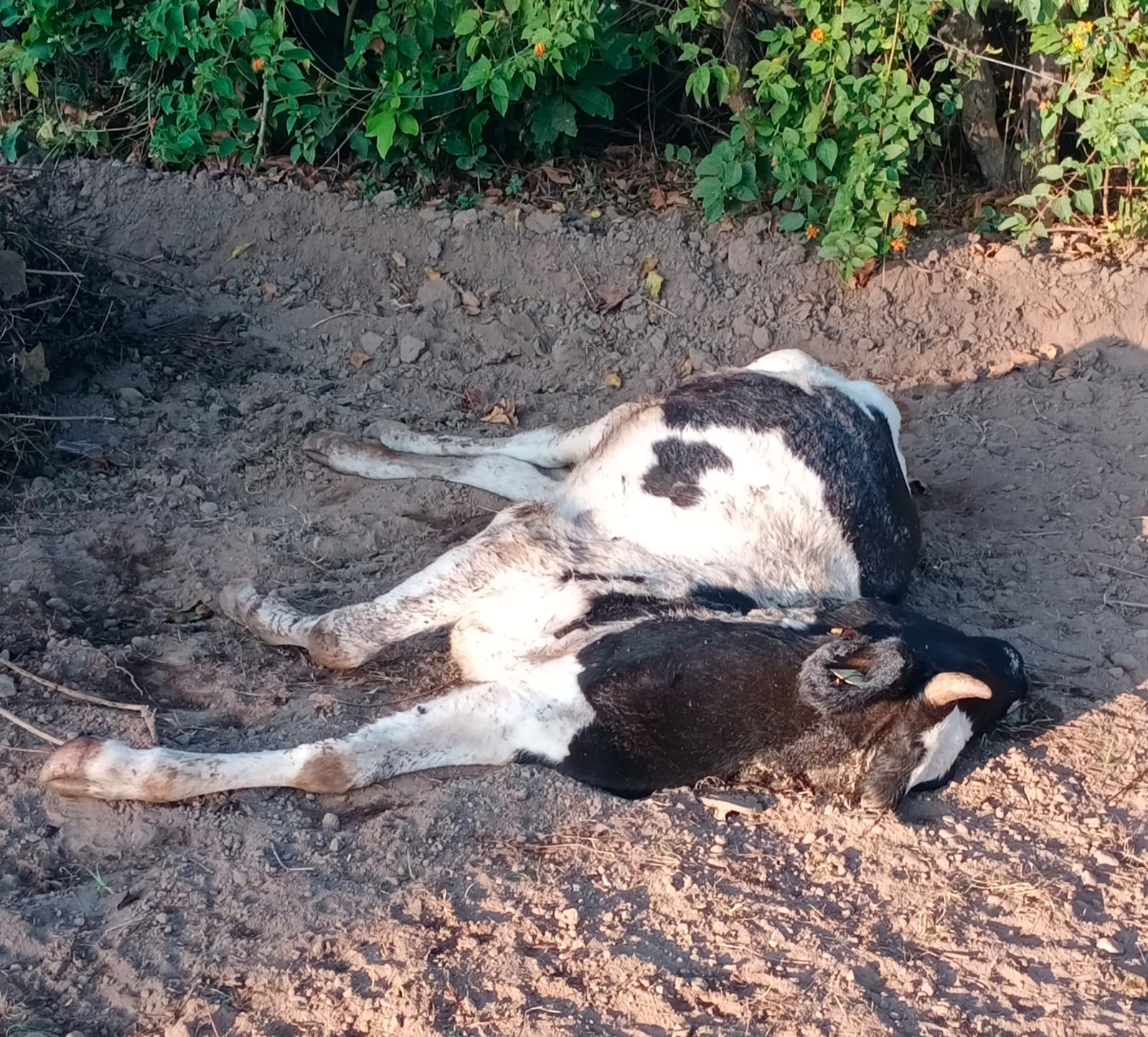 कोटद्वार : पश्चिमी झंडीचौड में गुलदार ने गाय को बनाया निवाला, दहशत में  क्षेत्र के लोग