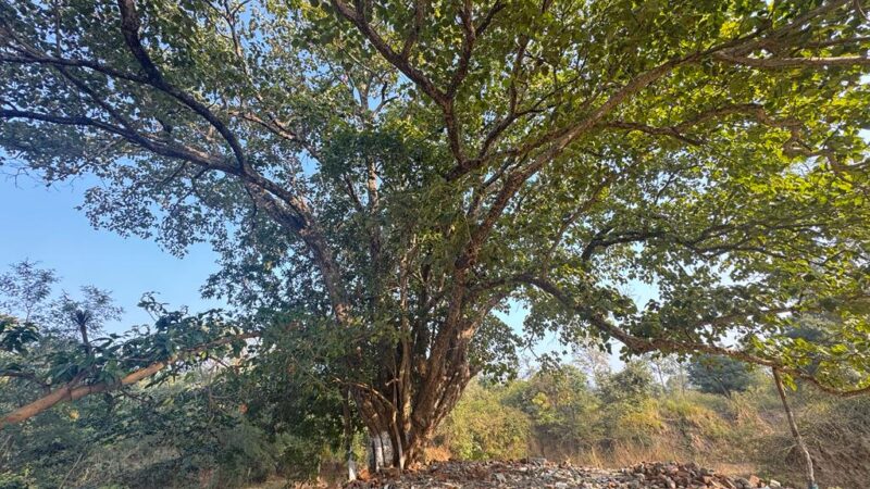 हरिद्वार : प्रशासन, पुलिस और वन विभाग की संयुक्त टीम ने राजाजी टाइगर रिज़र्व पार्क के भीतर बनी अवैध धार्मिक संरचना को किया ध्वस्त