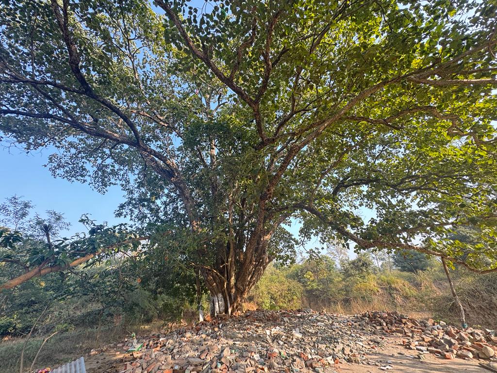 हरिद्वार : प्रशासन, पुलिस और वन विभाग की संयुक्त टीम ने राजाजी टाइगर रिज़र्व पार्क के भीतर बनी अवैध धार्मिक संरचना को किया ध्वस्त