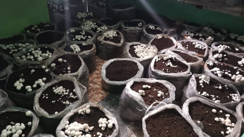 चमोली में मशरूम उत्पादन काश्तकारों के लिए साबित हो रहा संजीवनी, 37 काश्तकार और सात महिला स्वयं सहायता समूह कर रहे मशरूम का व्यावसायिक उत्पादन, तीन माह में काश्तकारों ने तीन लाख से अधिक आय की अर्जित