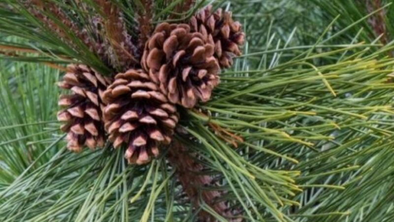 डीएम डॉ. आशीष चौहान की एक अभिनव पहल, पहाड़ के लिए वरदान साबित होगा चीड़, पर्यावरण संरक्षण के साथ बनेगा आर्थिकी का जरिया