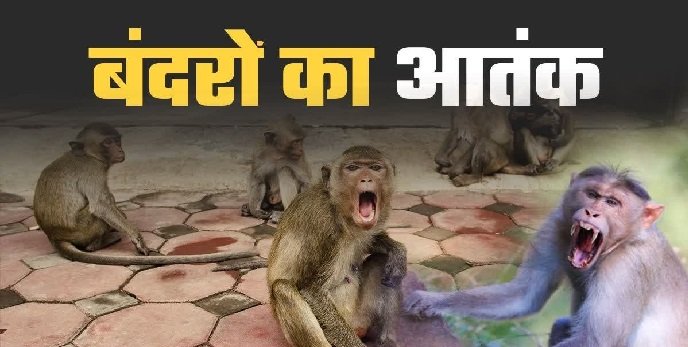 देवाल में बंदरों का आंतक, दो को किया घायल