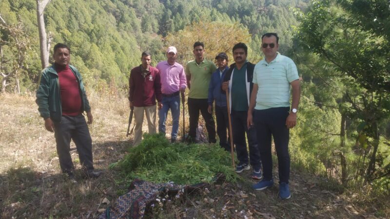 एसपी अजय गणपति का नशे के विरूद्ध कड़ा प्रहार, थाना रीठासाहिब क्षेत्रान्तर्गत अवैध रूप से उगाई गई 60 नाली भूमि में भांग की खेती का किया गया विनिष्टीकरण