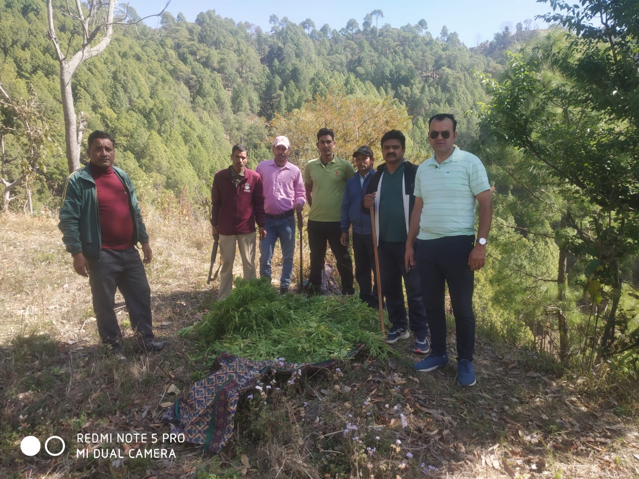 एसपी अजय गणपति का नशे के विरूद्ध कड़ा प्रहार, थाना रीठासाहिब क्षेत्रान्तर्गत अवैध रूप से उगाई गई 60 नाली भूमि में भांग की खेती का किया गया विनिष्टीकरण