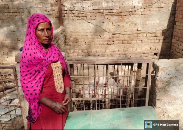 सुअर पालन बना समृद्धि का जरिया : ग्रामोत्थान परियोजना से ग्रामीण महिलाओं को मिली नई पहचान
