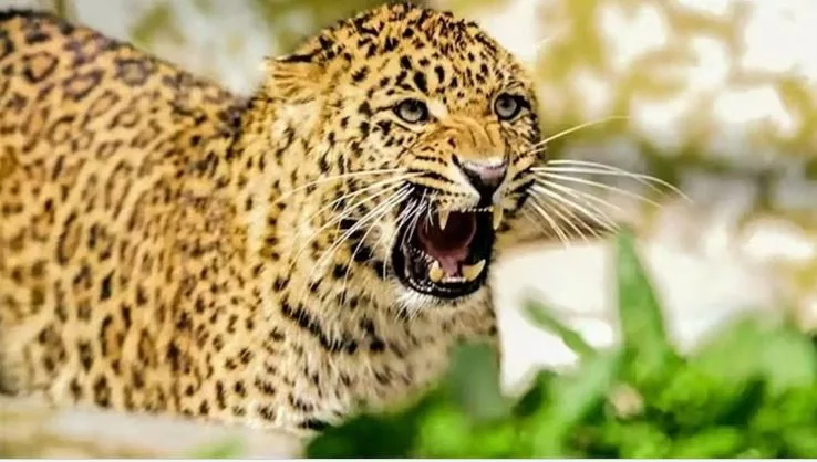 गुलदार ने महिला पर किया हमला, अस्पताल में भर्ती