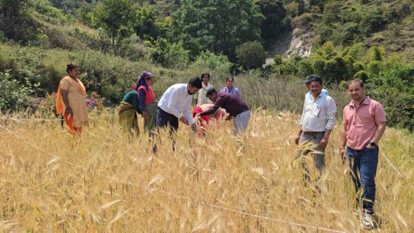 क्रॉप कटिंग कर फसलों की औसत उपज और उत्पादन के आंकड़ों का किया संकलन