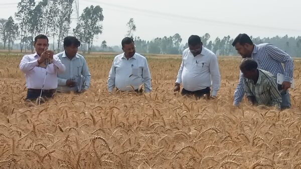 डीएम कर्मेंद्र सिंह ने ग्राम सहदेवपुर शहवाजपुर में की गेहूँ की क्रॉप कटिंग