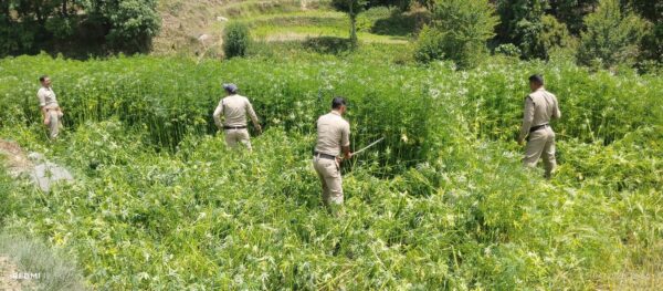 एसपी अजय गणपति का नशे के विरुद्ध कड़ा प्रहार, थाना पाटी पुलिस ने की 15 नाली भांग की खेती नष्ट