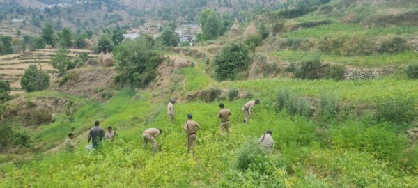 एसपी अजय गणपति का नशे के विरूद्ध कड़ा प्रहार, थाना पाटी पुलिस ने की 60 नाली भांग की खेती नष्ट