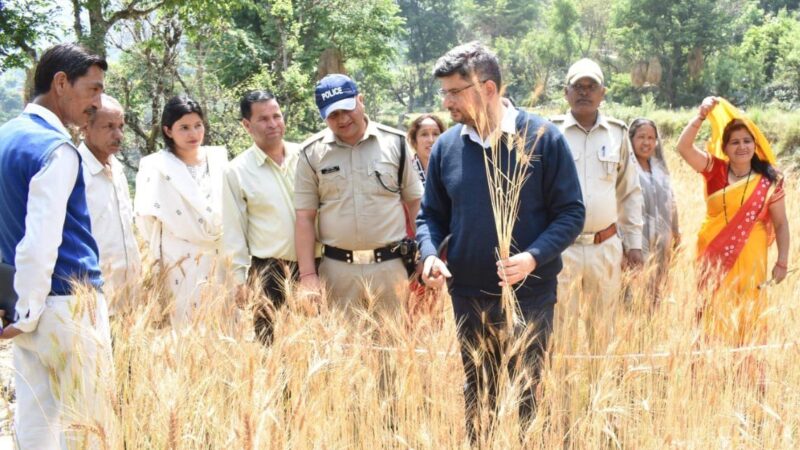 डीएम संदीप तिवारी ने गेहूं की कटाई कर किया क्रॉप कटिंग का प्रयोग 