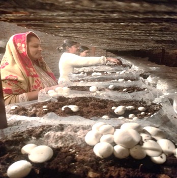 बोबी की मशरूम क्रांति : ग्रामोत्थान परियोजना से मिली आत्मनिर्भरता की नई उड़ान