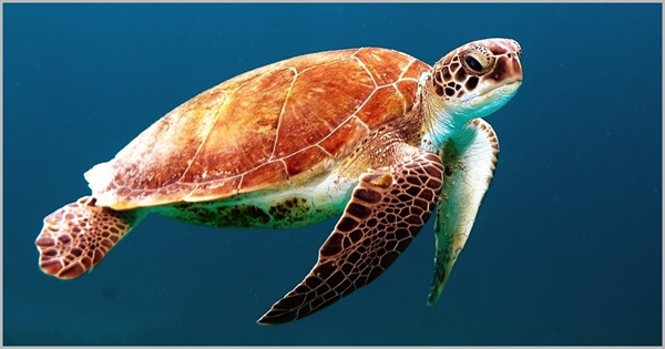 जानें कछुओं के बारें में महत्वपूर्ण जानकारी एवं रोचक तथ्य ………