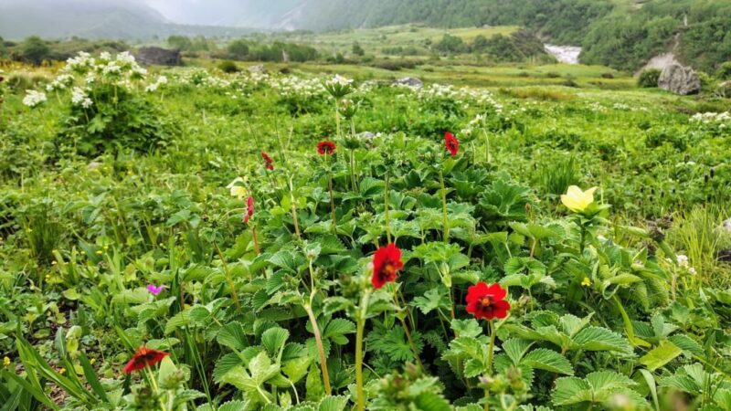 पर्यटकों से हुई फूलों की घाटी गुलजार
