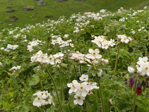 पर्यटकों की आवाजाही से विश्व प्रसिद्ध फूलों की घाटी हुई गुलजार, 17 दिनों में फूलों की घाटी का 1812 देशी-विदेशी पर्यटकों ने किया दीदार