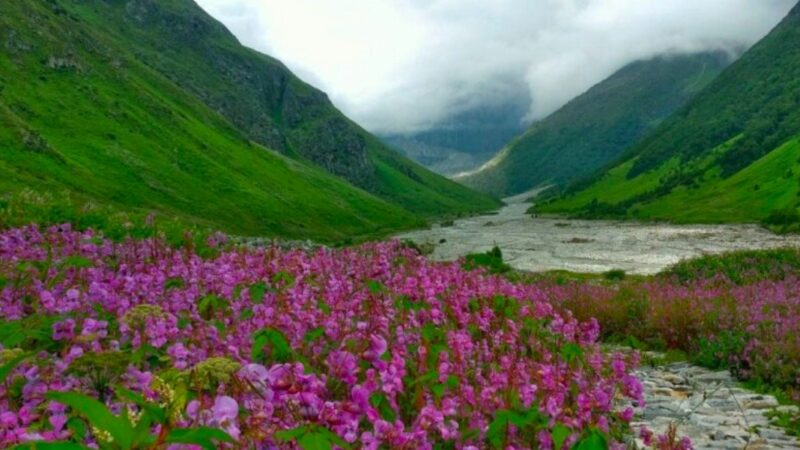 विश्व प्रसिद्ध फूलों की घाटी पर्यटकों से हुई गुलजार