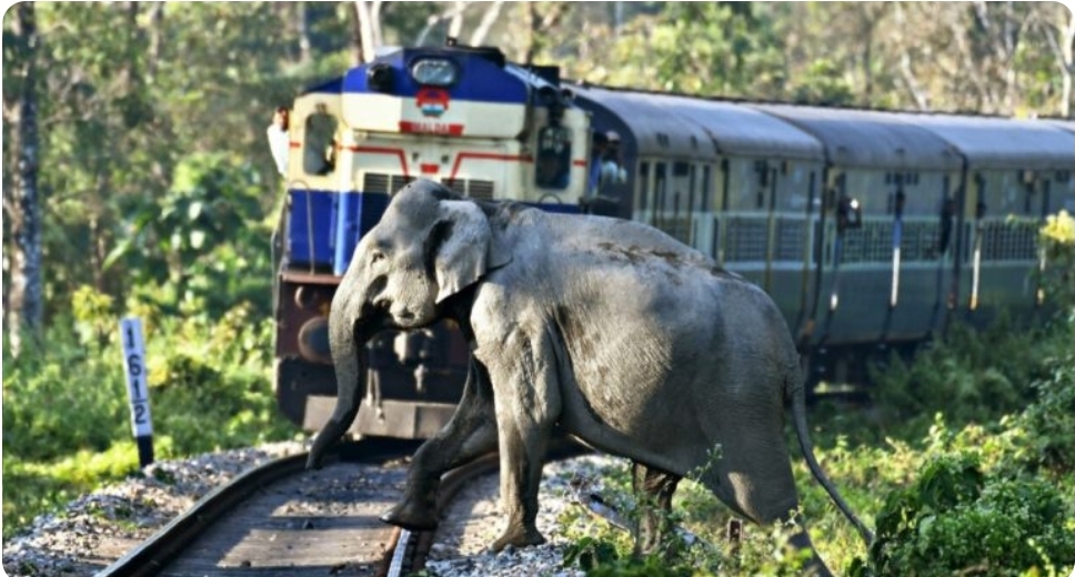 कोटद्वार-दिल्ली सिद्धबली एक्सप्रेस ट्रेन के ड्राईवर पर मुकदमा दर्ज, हाथी की मौत के बाद वन विभाग ने की कार्यवाही