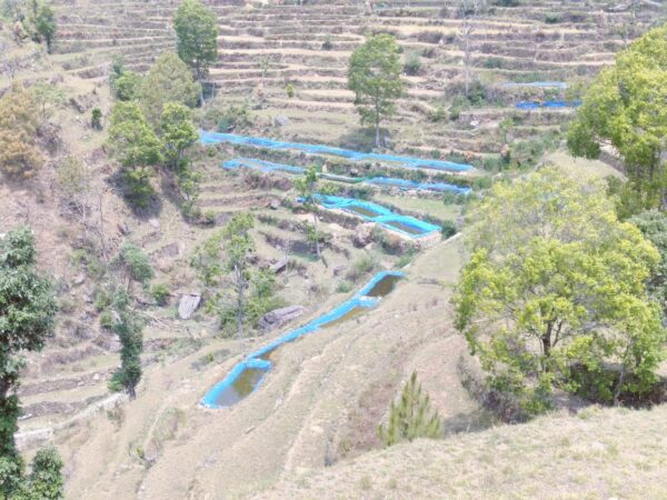 ग्वाड़ीगाड़ गांव बना मत्स्य ग्राम, किसानों की मेहनत से बदली गांव की तस्वीर, विपिन पंत मत्स्य पालन कर रिवर्स पलायन के लिये बने उदाहरण