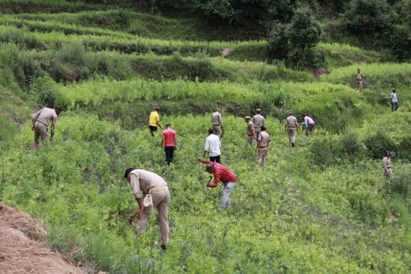 चम्पावत : पाटी पुलिस, एसओजी, वन विभाग और राजस्व विभाग की संयुक्त कार्रवाई, ग्राम जोगाबसान में 280 नाली अवैध भांग की खेती की नष्ट