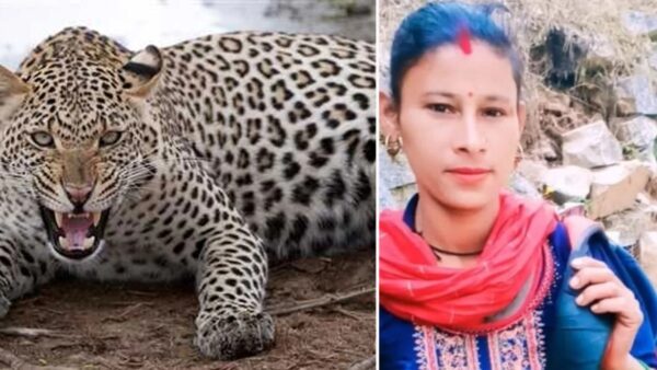 उत्तराखंड : बच्चे पर झपटा गुलदार, अंगूरा देवी ने पकड़ की पूंछ, बचाई बेटे की जान