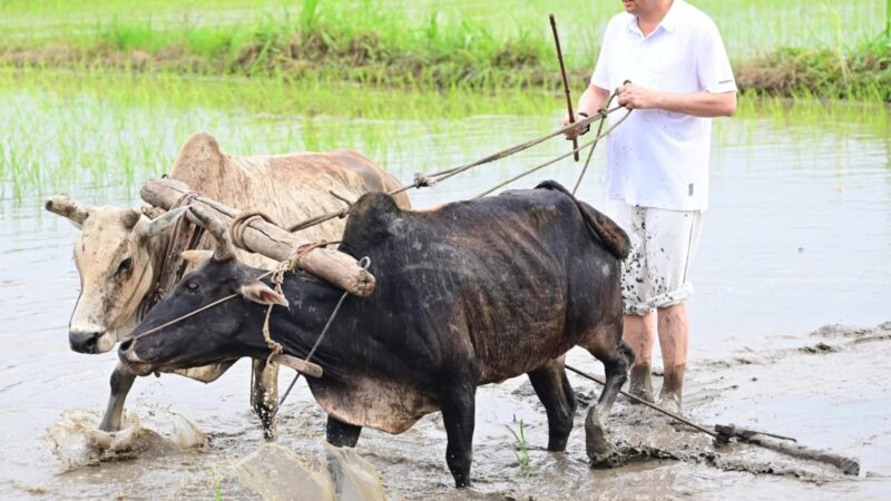 मुख्यमंत्री धामी ने खेत में लगाई रोपणी, “हुड़किया बोल” की गूंज के बीच भूमि, जल और मेघ देवताओं की वंदना