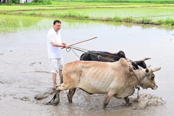 सीएम धामी ने खटीमा में की धान रोपाई, किसानों के श्रम को किया नमन