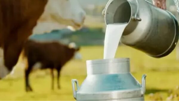 अजब-गजब! प्रेमी के साथ भागी पत्नी, “40 लीटर दूध” से नहाकर बोला पति…मैं अब आज़ाद हूं!