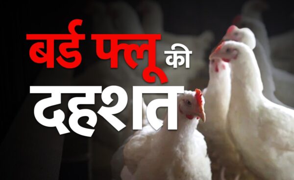 कोटद्वार : चिकन की बिक्री पर लगी रोक, बर्ड फ्लू से बचाव के चलते लिया निर्णय