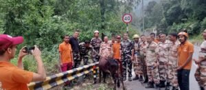 बगोली में नदी तट पर फंसी गाय को किया सकुशल रेस्क्यू