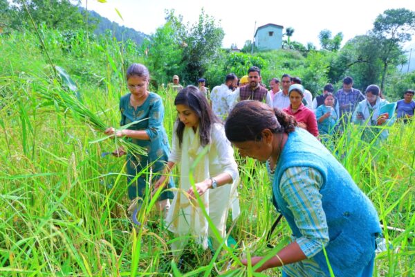 डीएम स्वाति एस. भदौरिया ने खुद काटी धान की फसल, डुंगरी गांव में क्रॉप कटिंग प्रयोग का निरीक्षण, किसानों से संवाद कर जाना हाल और दिए समाधान के निर्देश