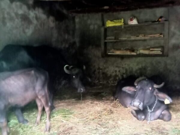 चमोली : भू-स्खलन की संभावना, पशुओं को भेजा सुरिक्षत स्थानों पर 