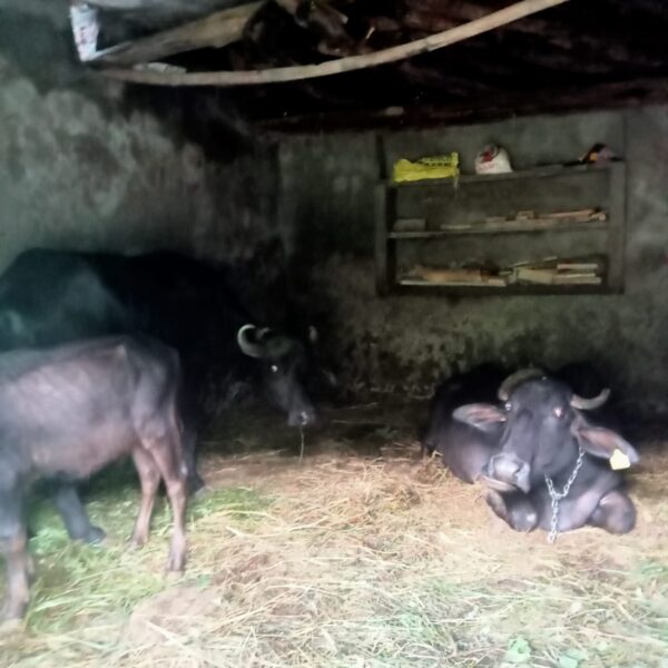 चमोली : भू-स्खलन की संभावना, पशुओं को भेजा सुरिक्षत स्थानों पर 