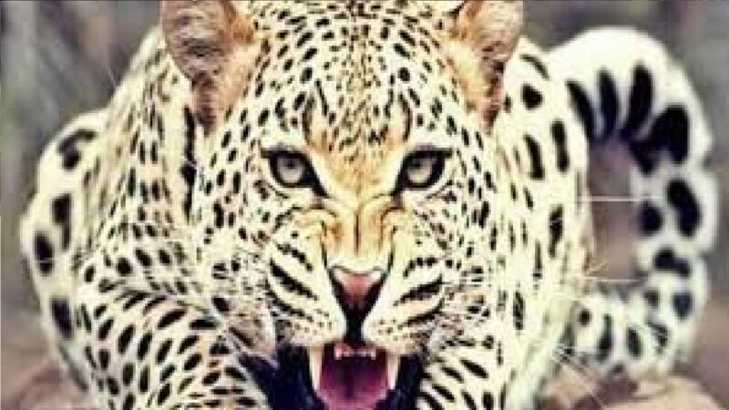 उत्तराखंड : गुलदार का एक और शिकार, तीन साल के बच्चे को उठा ले गया