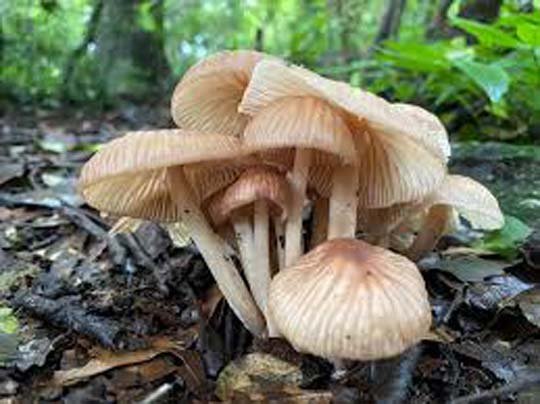 जंगली मशरूम खाने से पिता-पुत्री बीमार 