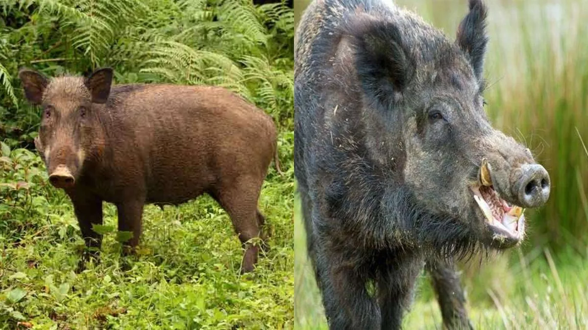 जंगली सुअर के हमले से महिला गंभीर घायल, प्राथमिक उपचार के बाद हायर सेंटर किया रेफर