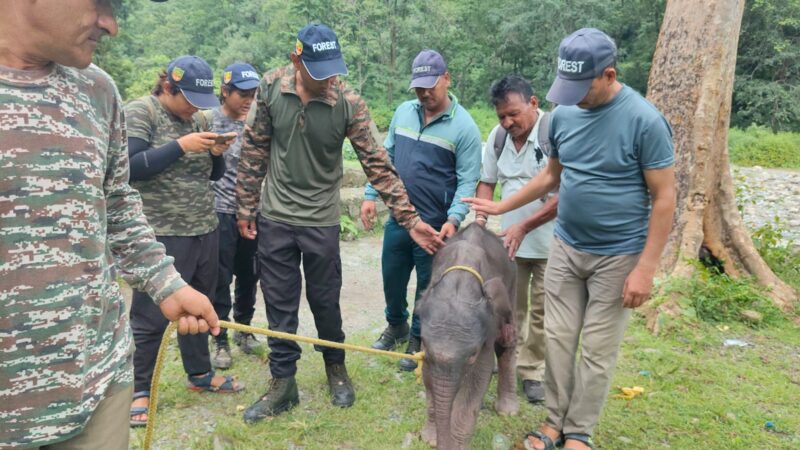 मालन नदी में चट्टान के अंदर फंसा मिला हाथी का बच्चा, वन विभाग ने रेस्क्यू कर सुरक्षित निकाला बाहर