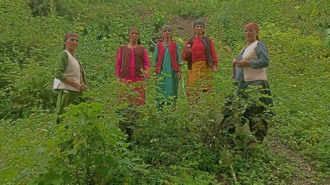 NRLM से जुड़ी मीना देवी ने गुलाब की खेती से चमकाई अपनी किस्मत, बनीं आत्मनिर्भर