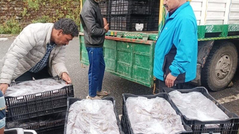 काश्तकारों की आय बढ़ाने को लीलियम खेती की कवायद