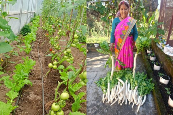ग्रामोत्थान परियोजना से मिली नई दिशा, सूक्ष्म सिंचाई तकनीक से आत्मनिर्भर बनी बिछना देवी ने रची सफलता की कहानी