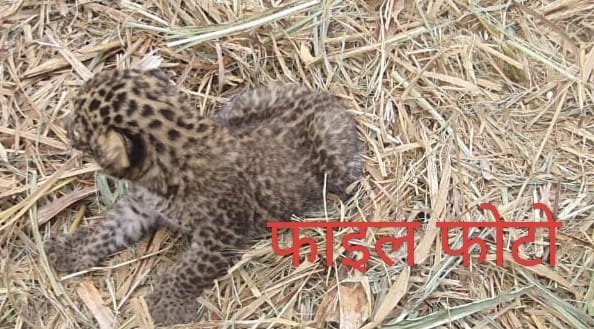 घायल गुलदार के शावक को भेजा ढेला रेस्क्यू सेंटर