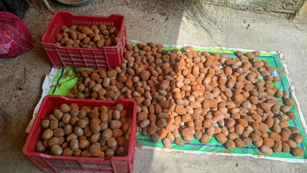 उत्तराखंड में ‘खेती’ बनी ‘करियर’! कीवी मिशन से बदली तकदीर, युवा किसान पवन पांडेय ने दिखाया आत्मनिर्भरता का नया रास्ता