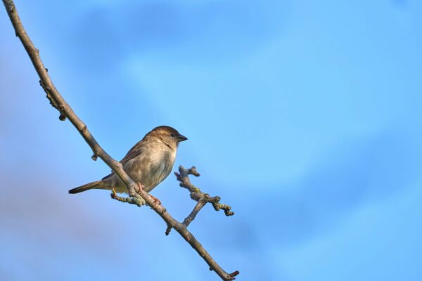 क्या आप जानते हैं पक्षी सोते हुए भी डाल से क्यों नहीं गिरते? इसका राज़ और हमारे जीवन का गहरा सबक!